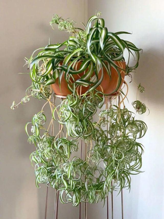 吊兰的图片_卷叶吊兰种植方法_法国女郎吊兰