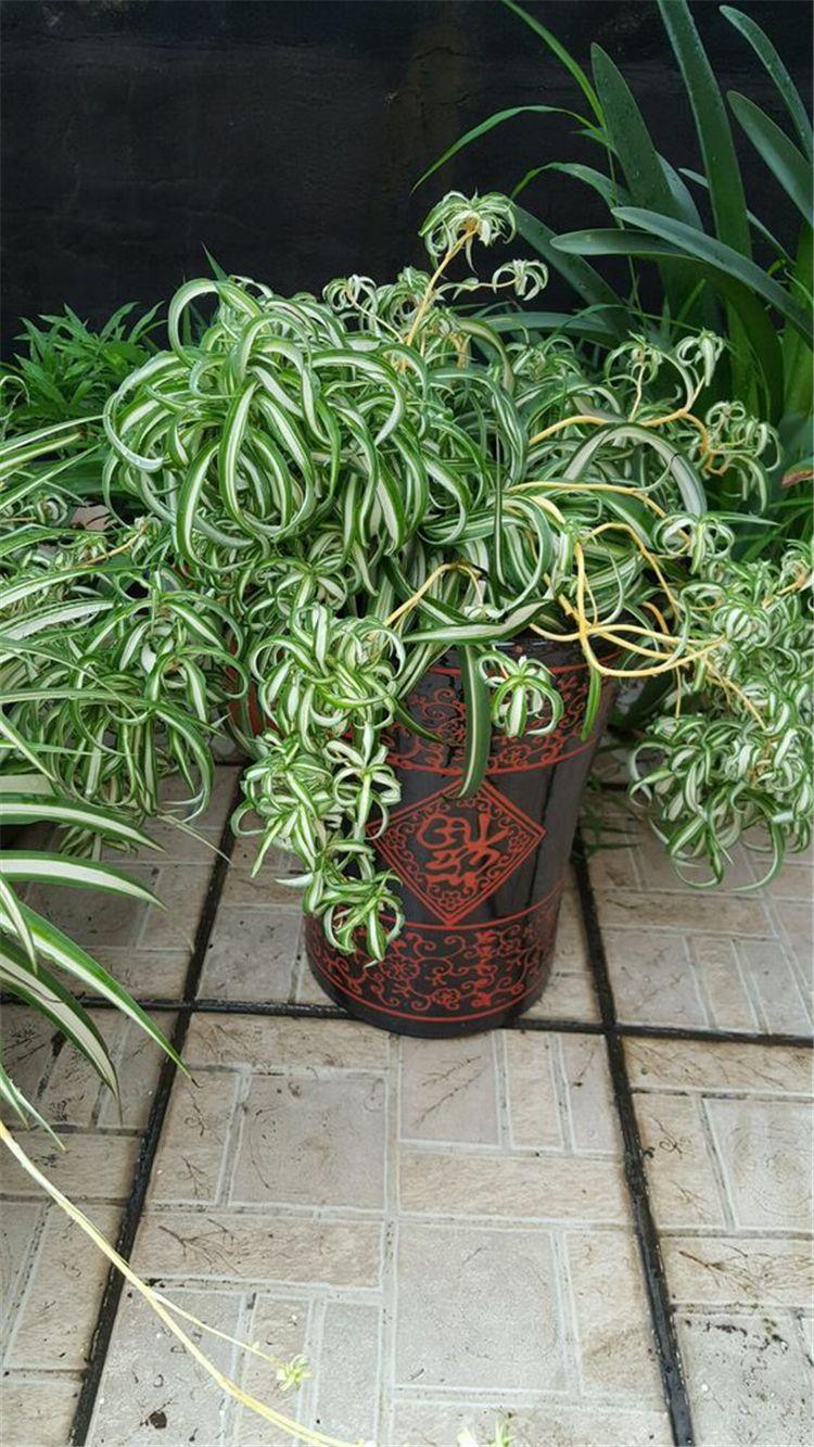 卷叶吊兰种植方法_法国女郎吊兰_吊兰的图片