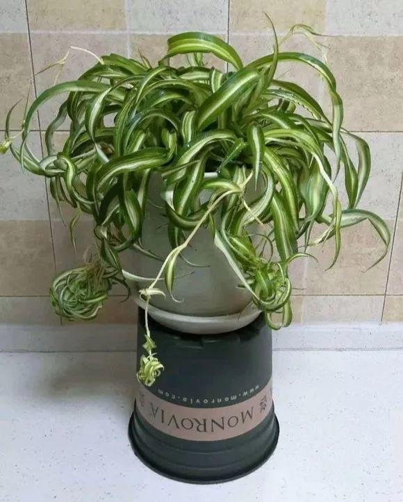 卷叶吊兰种植方法_吊兰的图片_法国女郎吊兰