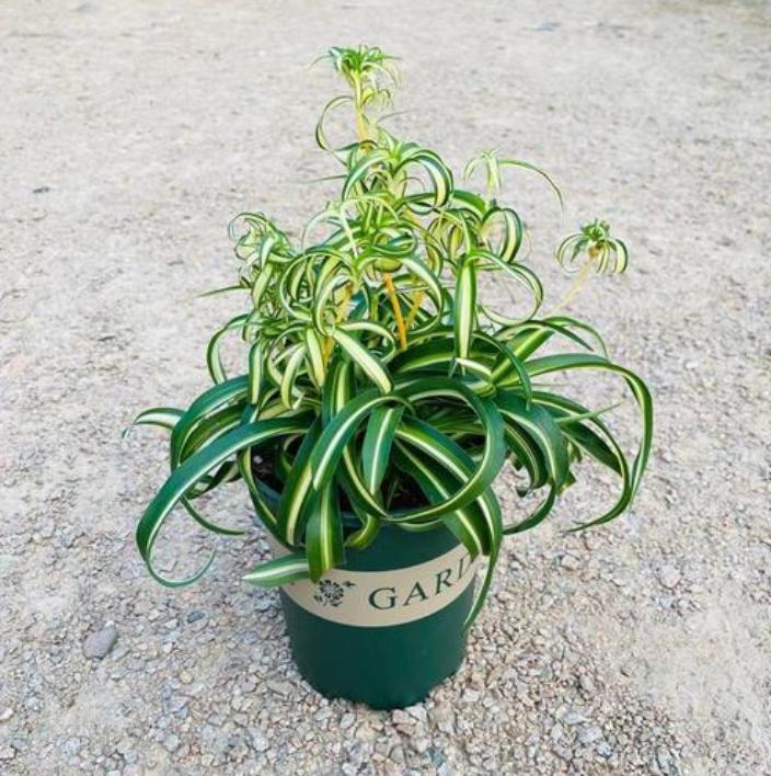 卷叶吊兰种植方法_法国女郎吊兰_吊兰的图片