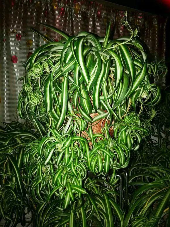 法国女郎吊兰_卷叶吊兰种植方法_吊兰的图片