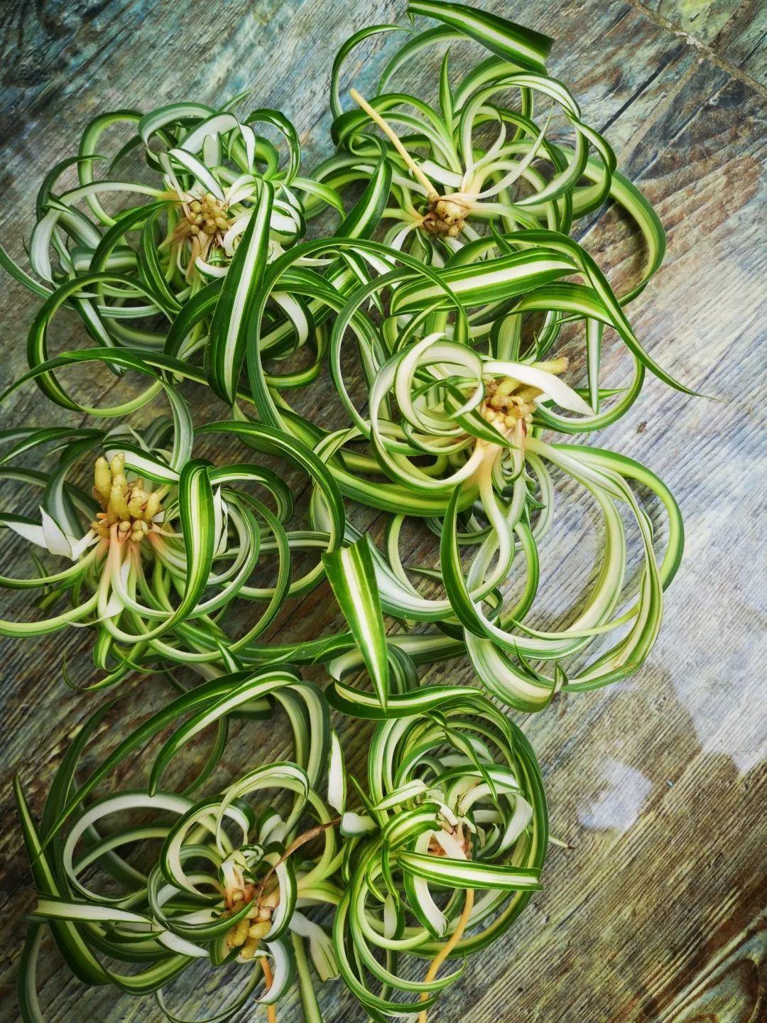 吊兰的图片_卷叶吊兰种植方法_法国女郎吊兰