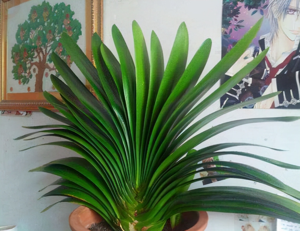 吊兰的图片_耐阴性好养植物_室内养花推荐