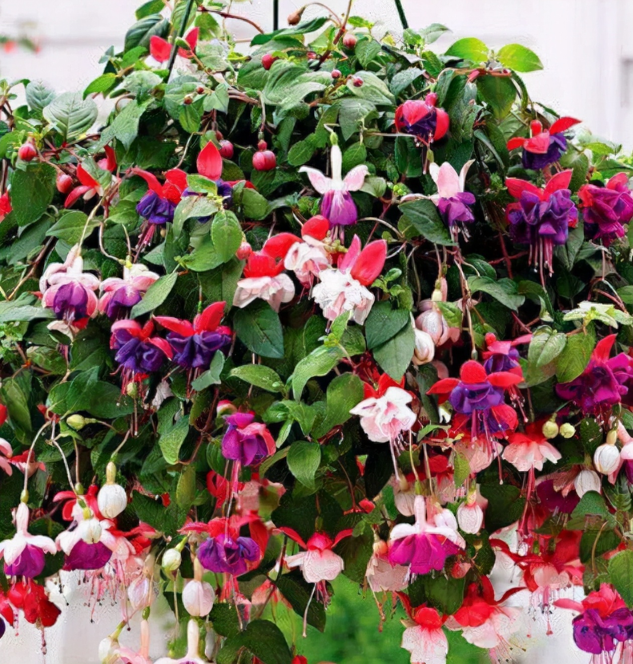 耐阴性好养植物_吊兰的图片_室内养花推荐