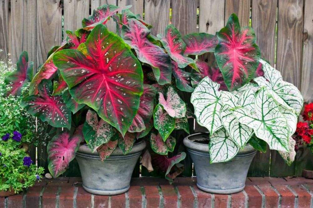 吊兰的图片_室内养花推荐_耐阴性好养植物