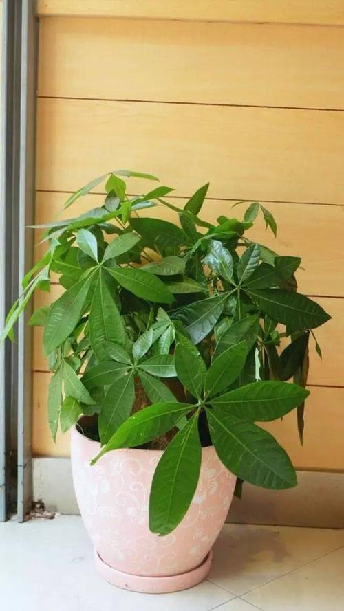 室内养花推荐_吊兰的图片_耐阴性好养植物