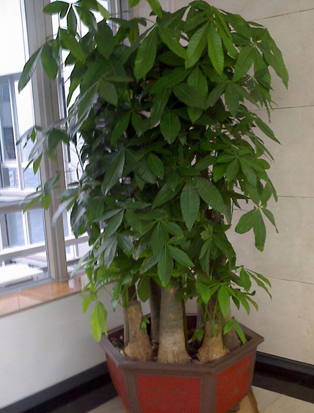 耐阴性好养植物_吊兰的图片_室内养花推荐