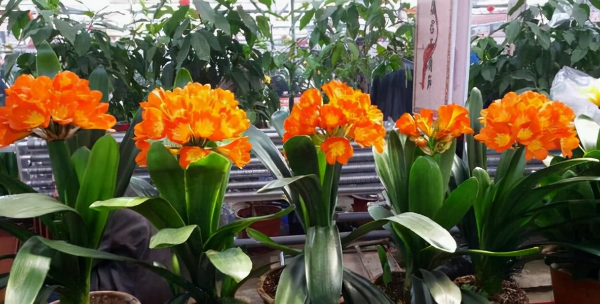 耐阴性好养植物_室内养花推荐_吊兰的图片