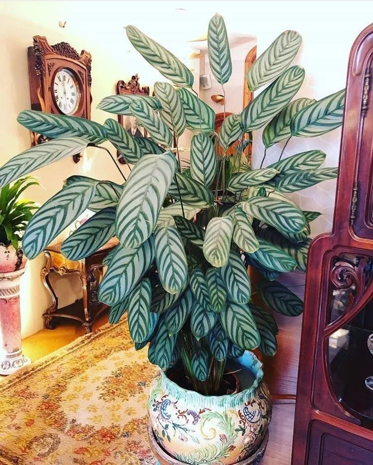 耐阴性好养植物_吊兰的图片_室内养花推荐