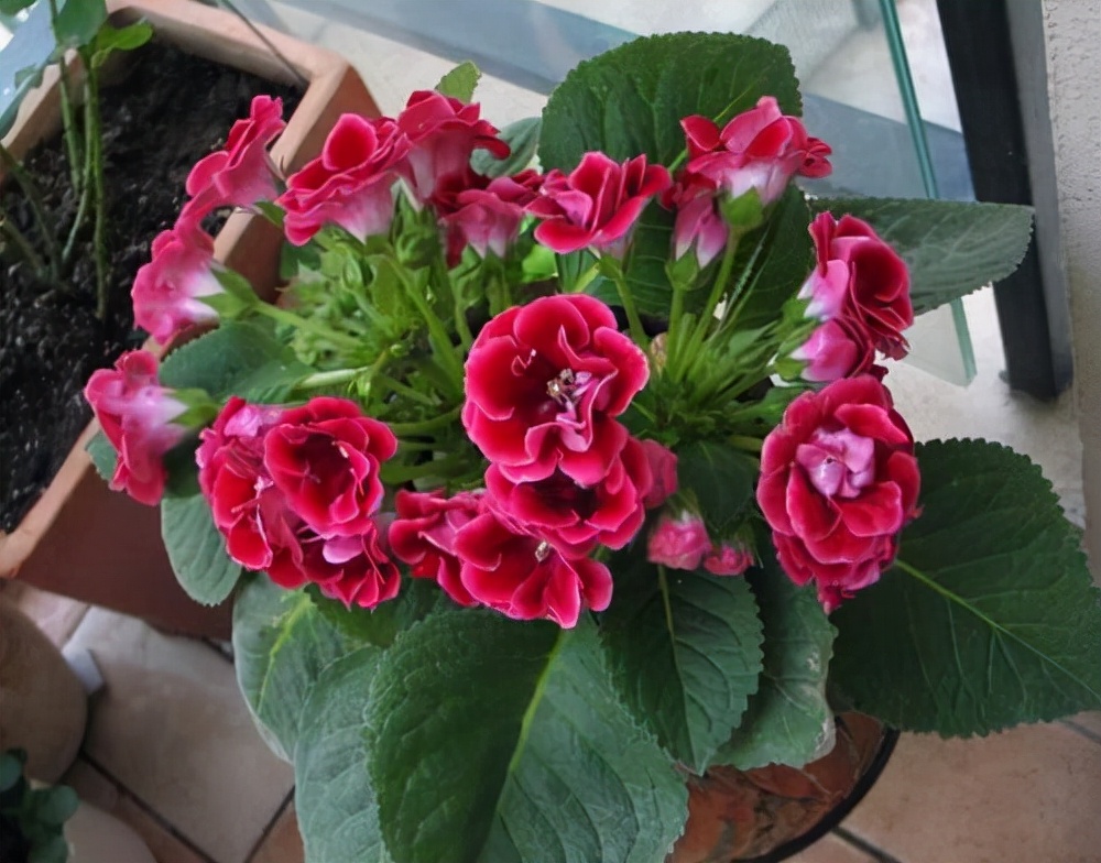 室内养花推荐_吊兰的图片_耐阴性好养植物