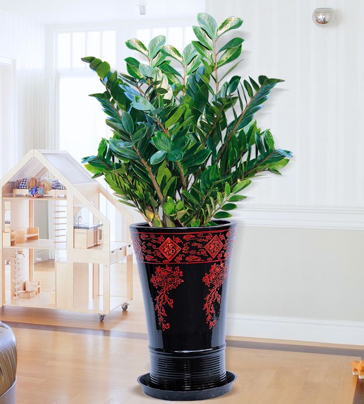 耐阴性好养植物_吊兰的图片_室内养花推荐