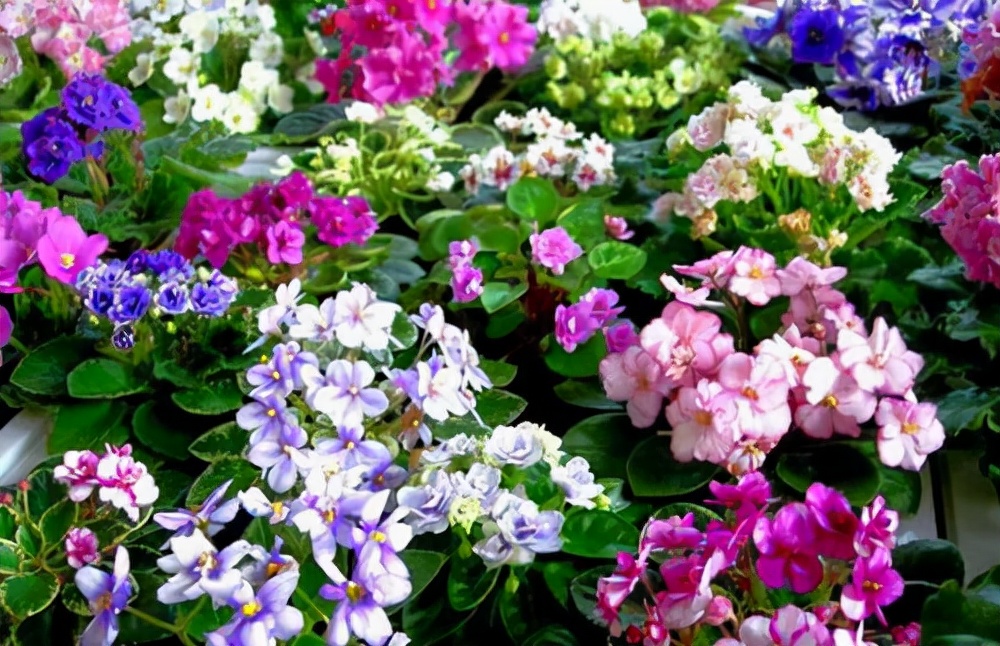 耐阴性好养植物_吊兰的图片_室内养花推荐