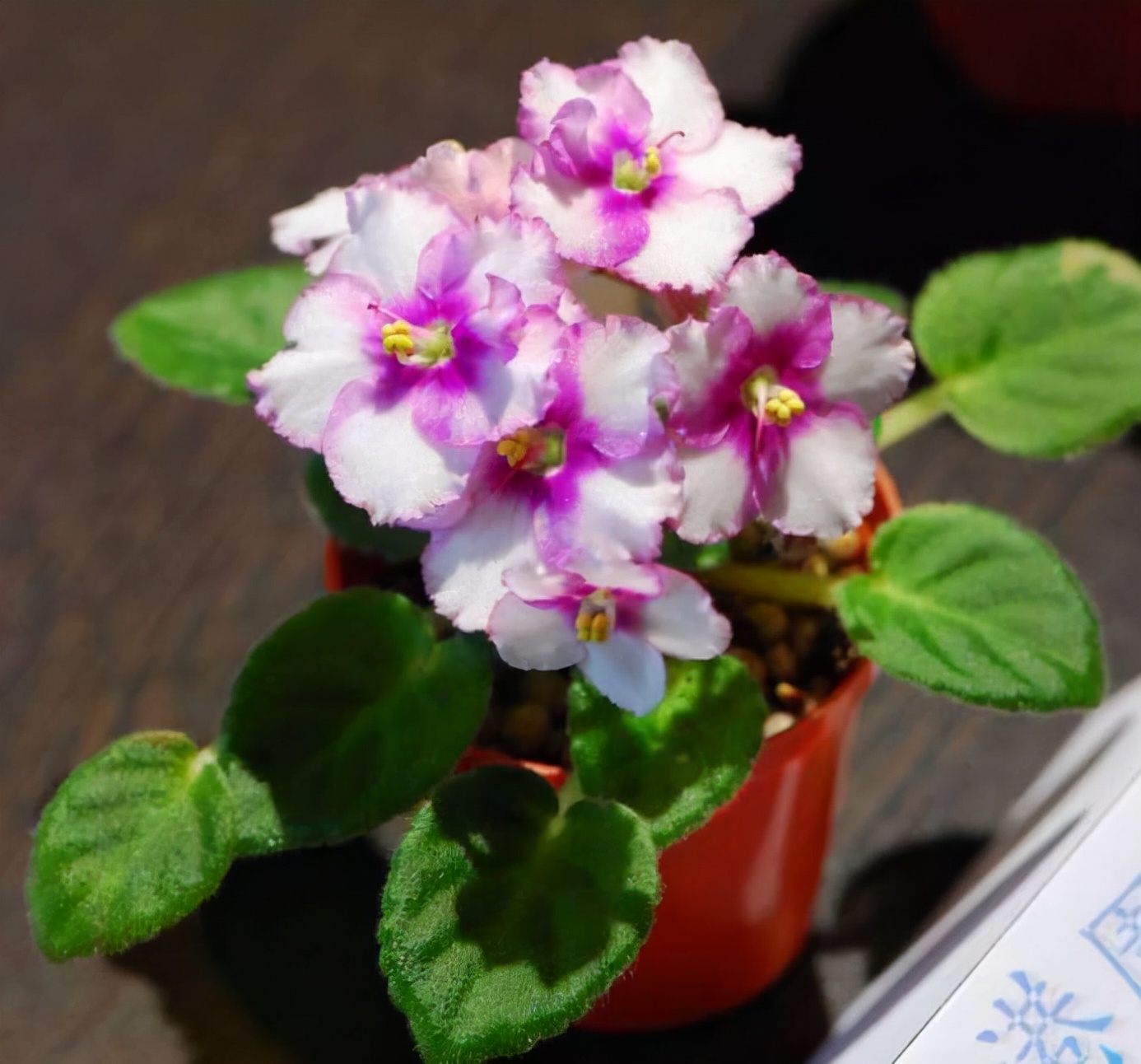 吊兰的图片_耐阴性好养植物_室内养花推荐