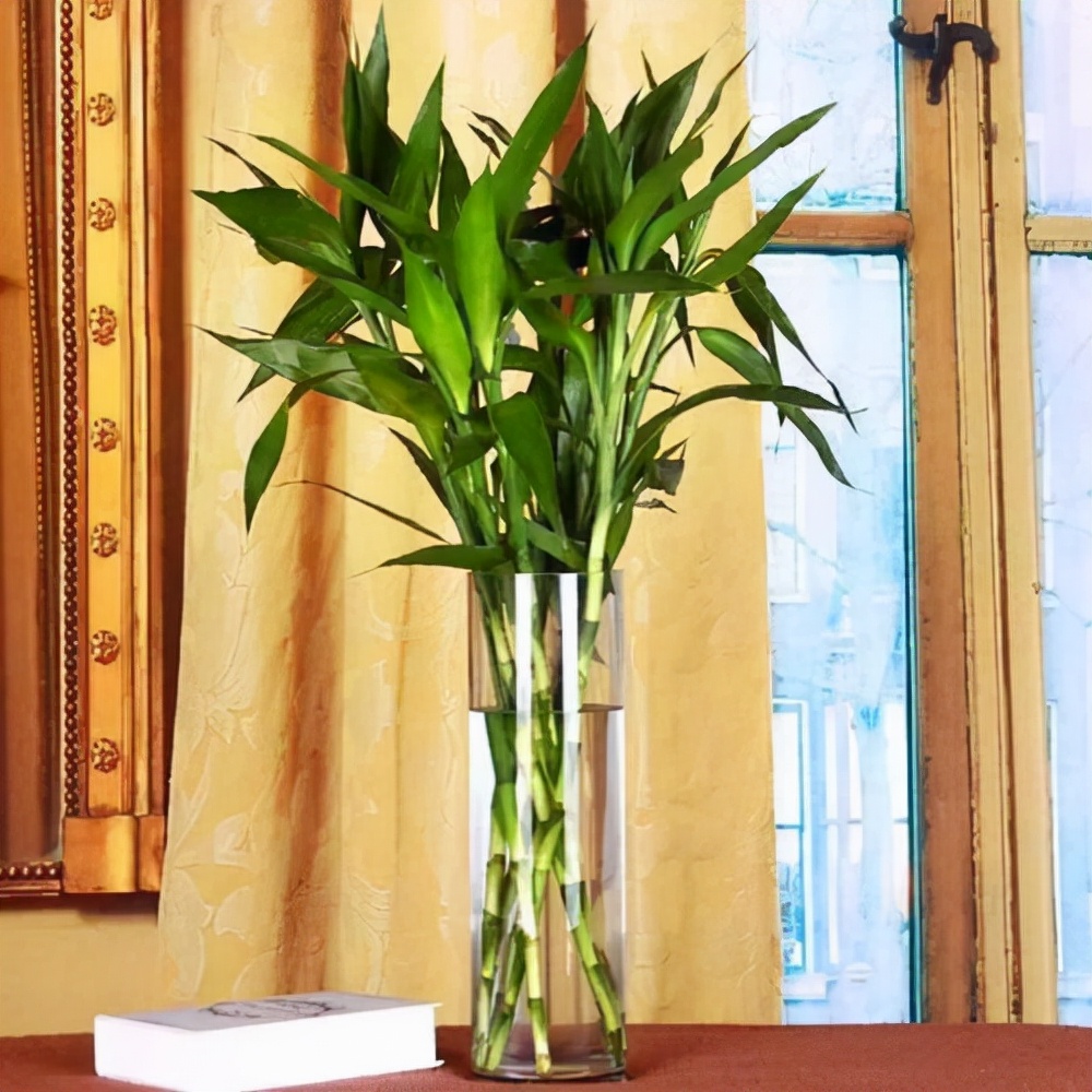 室内养花推荐_耐阴性好养植物_吊兰的图片