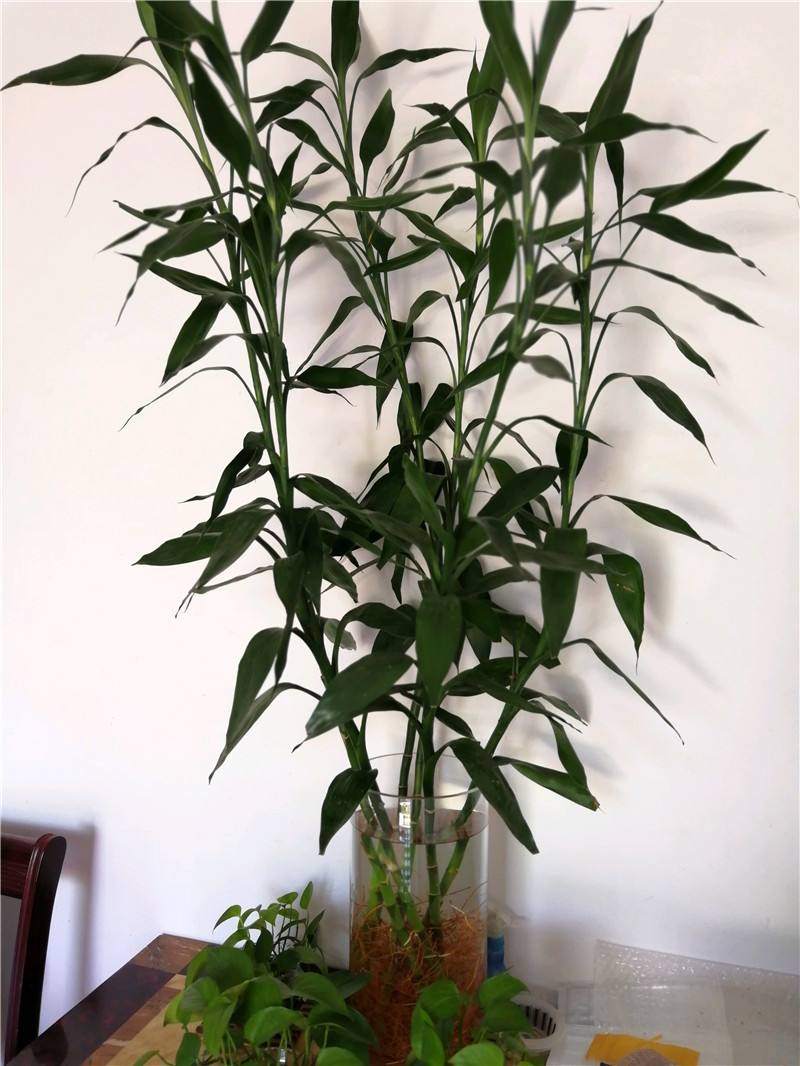 吊兰的图片_室内养花推荐_耐阴性好养植物