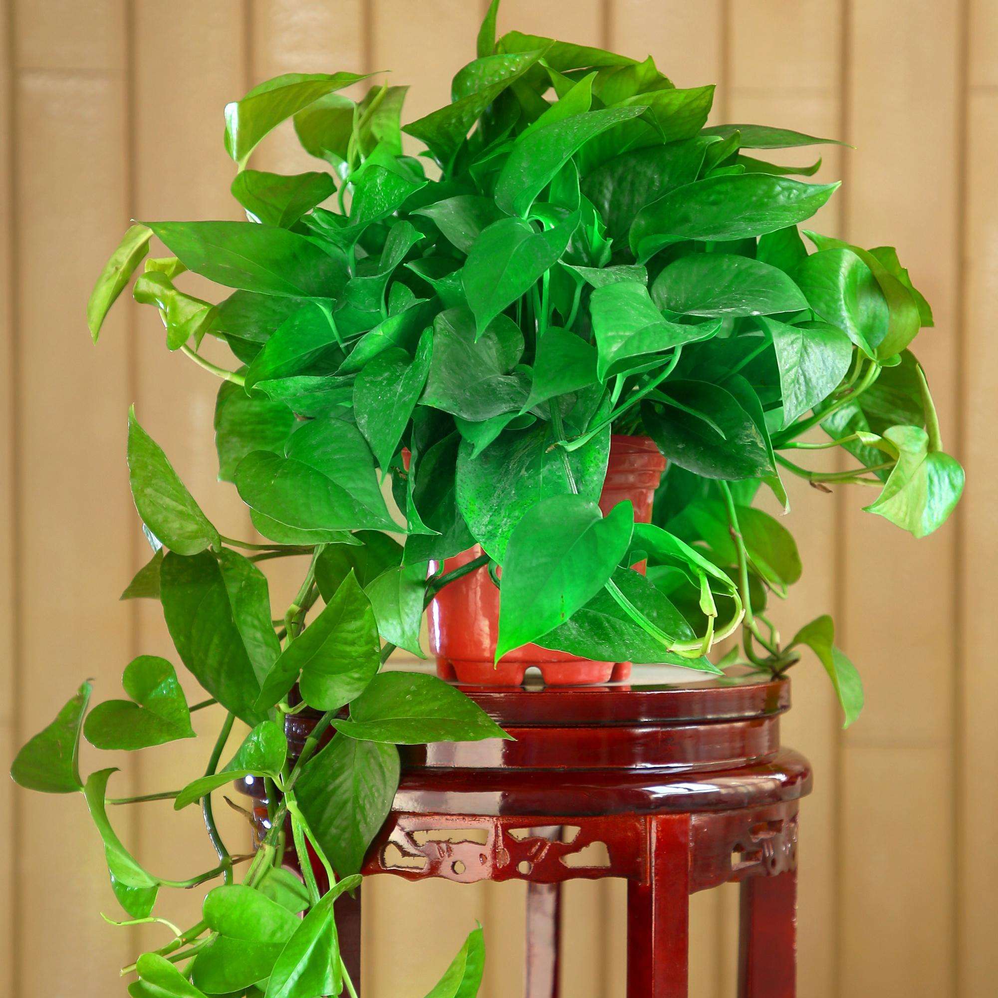 室内养花推荐_耐阴性好养植物_吊兰的图片