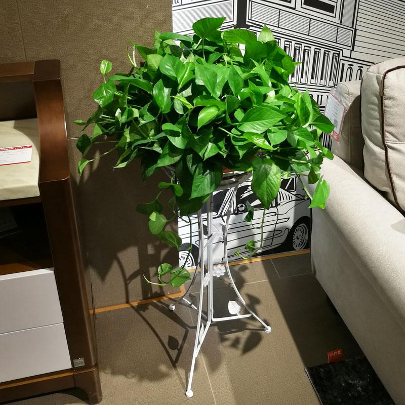 耐阴性好养植物_吊兰的图片_室内养花推荐