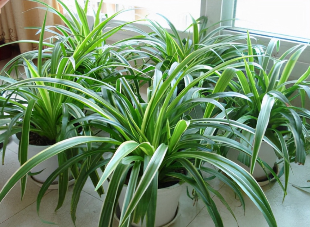 耐阴性好养植物_吊兰的图片_室内养花推荐