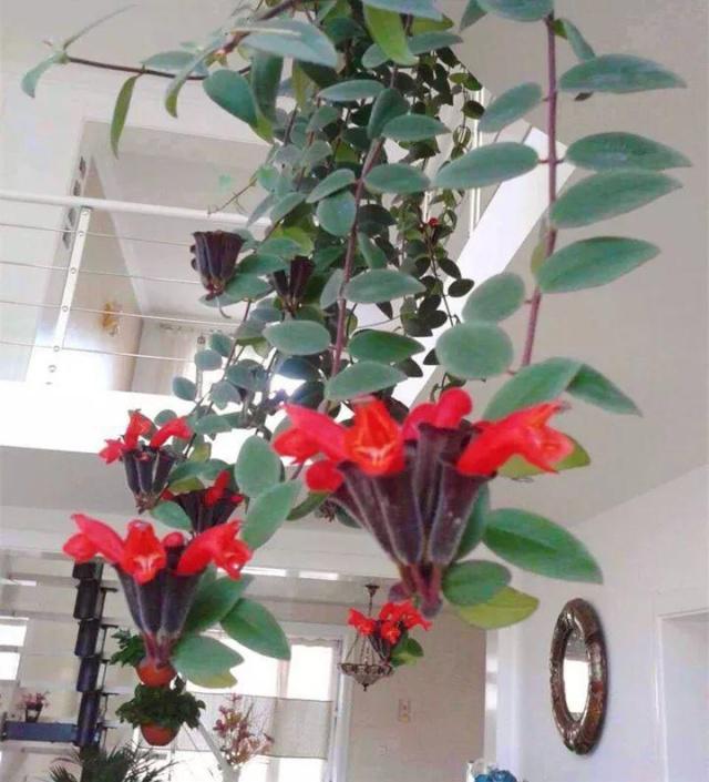 吊兰的图片_室内养花推荐_耐阴性好养植物