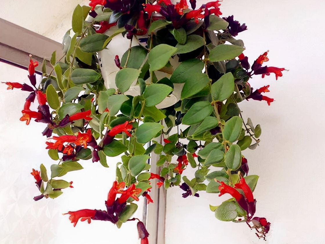 吊兰的图片_室内养花推荐_耐阴性好养植物