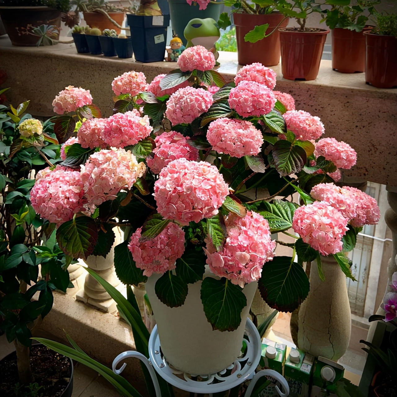 室内养花推荐_耐阴性好养植物_吊兰的图片