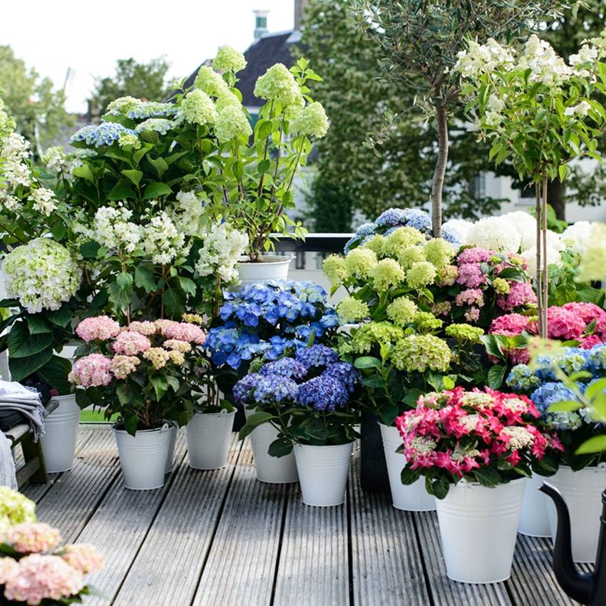 吊兰的图片_室内养花推荐_耐阴性好养植物