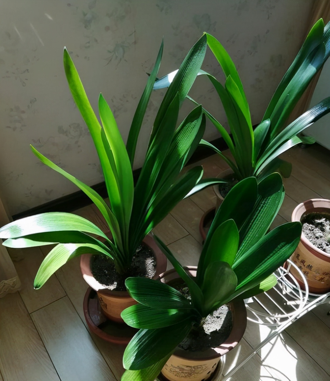 吊兰的图片_耐阴性好养植物_室内养花推荐