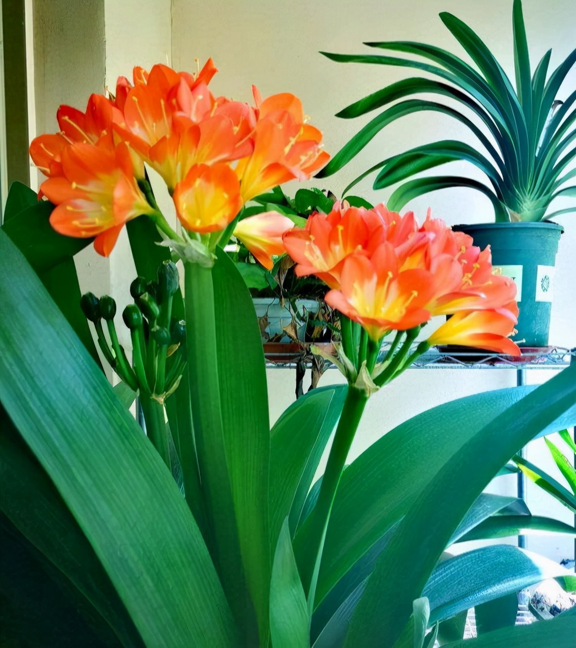 室内养花推荐_耐阴性好养植物_吊兰的图片