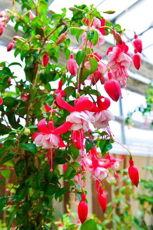 耐阴性好养植物_吊兰的图片_室内养花推荐