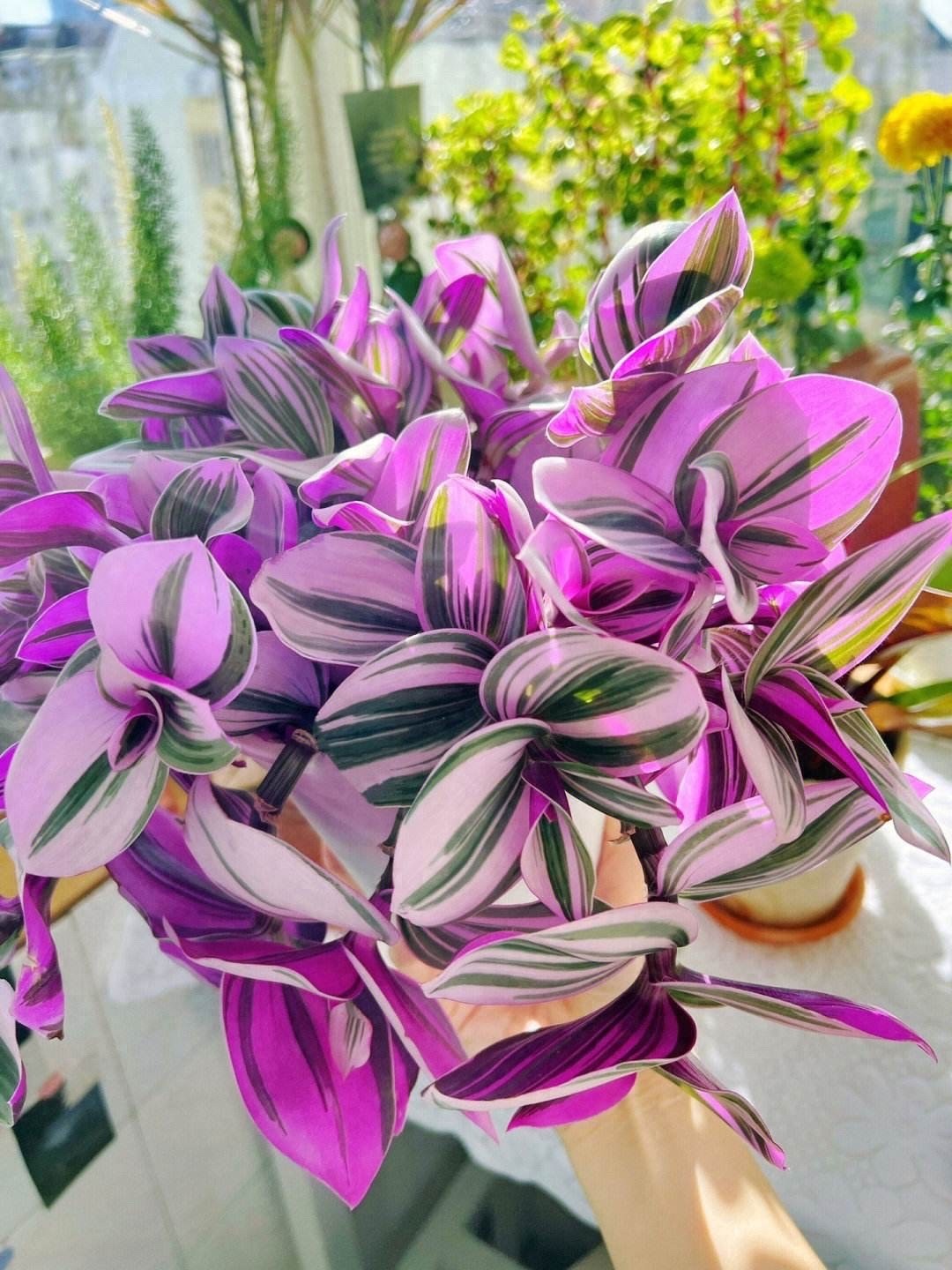 这“5种”吊兰，好养好看净化空气，养一盆在家里，常年油绿茂盛