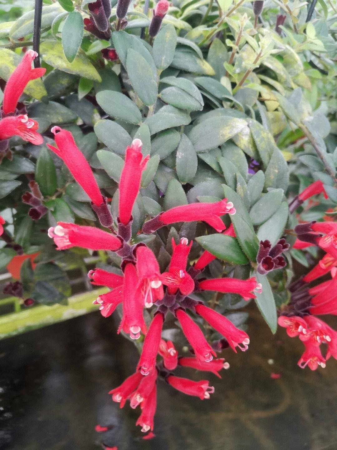 吊兰的图片_千叶吊兰种植技巧_吊兰好养好看净化空气