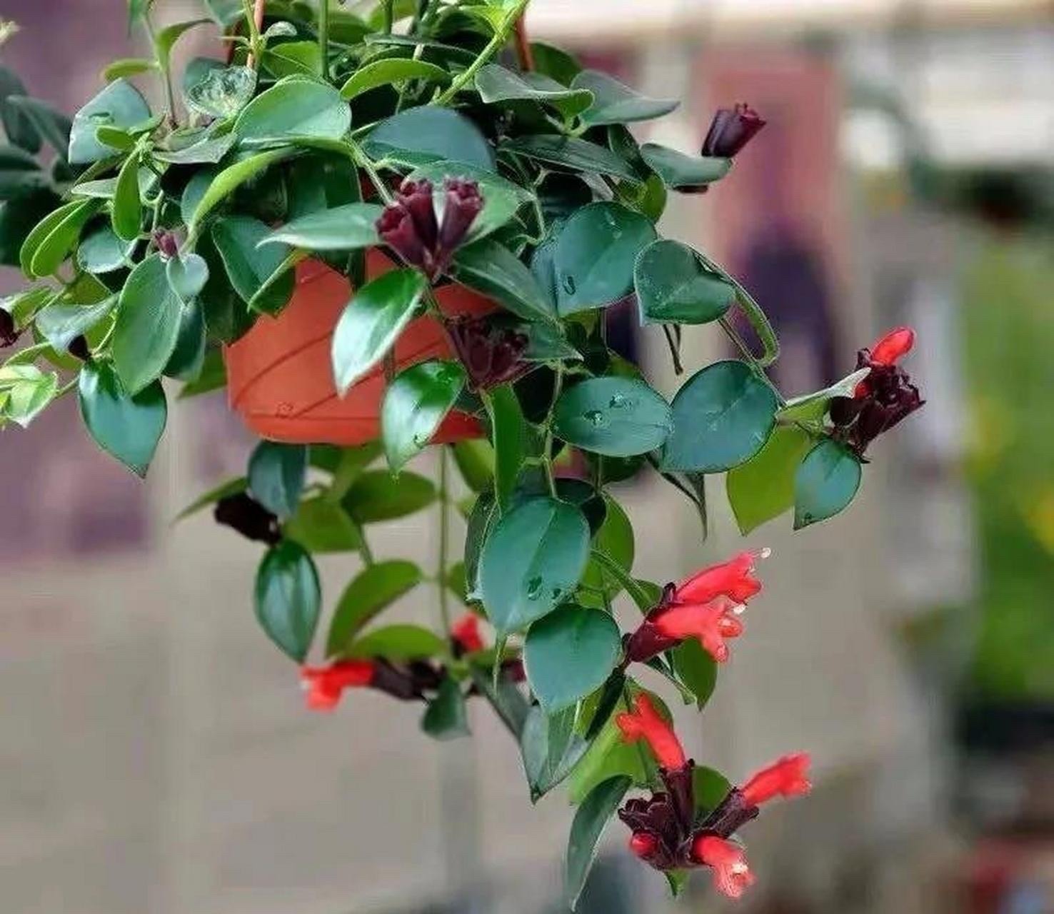 千叶吊兰种植技巧_吊兰的图片_吊兰好养好看净化空气