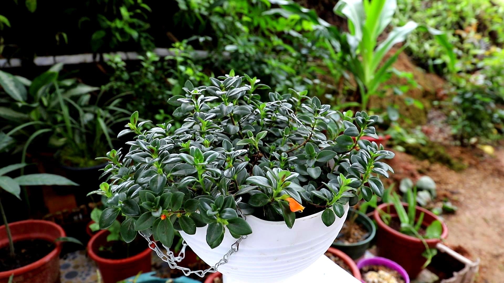 千叶吊兰种植技巧_吊兰的图片_吊兰好养好看净化空气