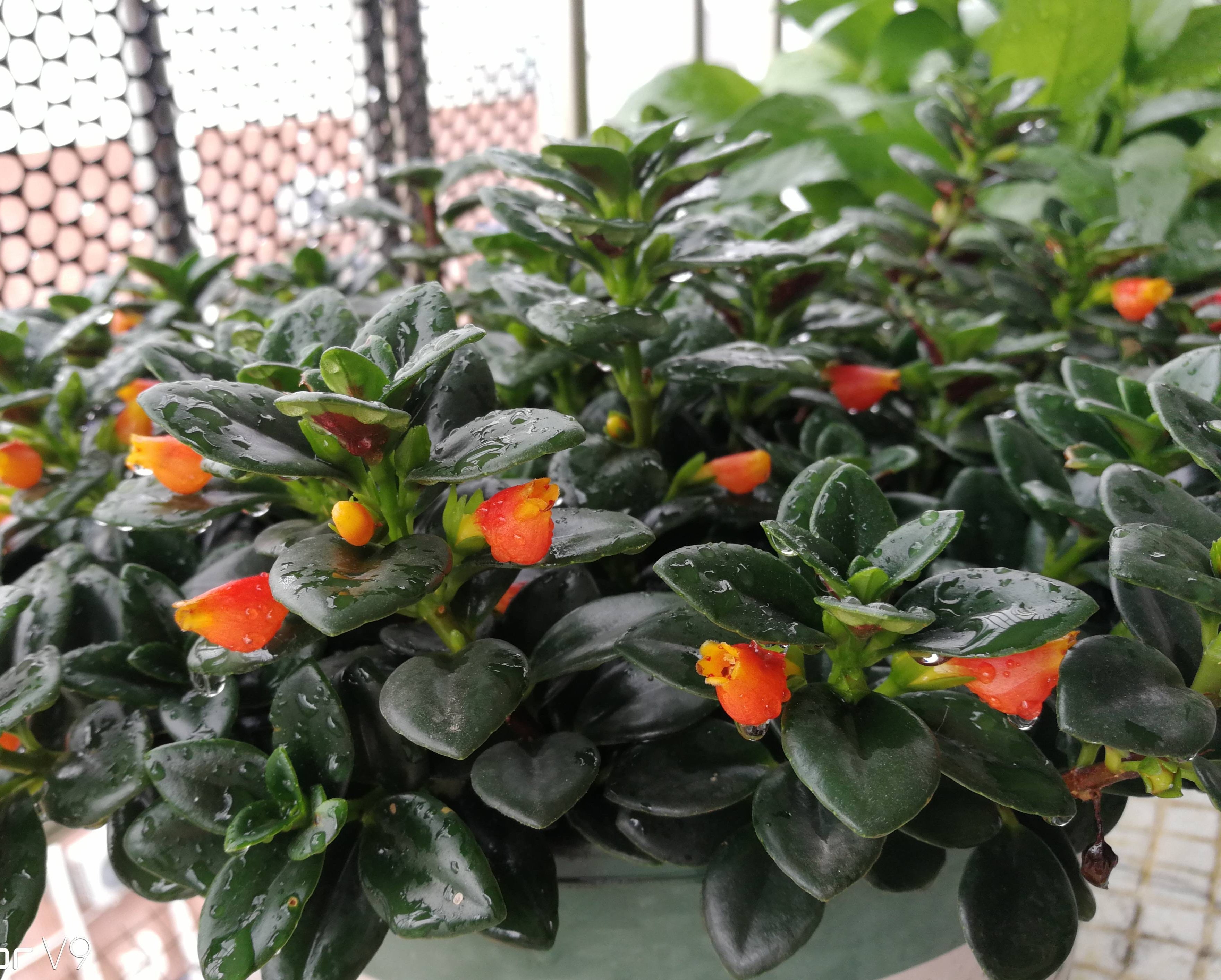 吊兰好养好看净化空气_千叶吊兰种植技巧_吊兰的图片