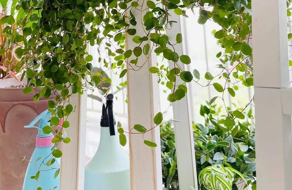 千叶吊兰种植技巧_吊兰好养好看净化空气_吊兰的图片