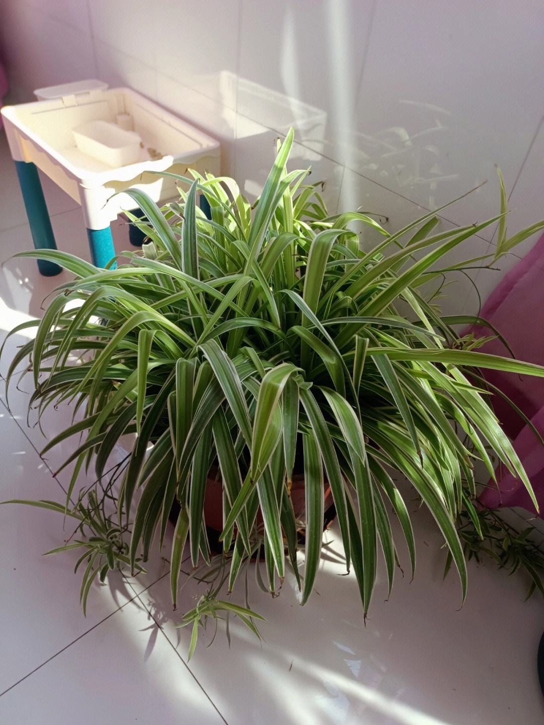 吊兰的图片_吊兰好养好看净化空气_千叶吊兰种植技巧