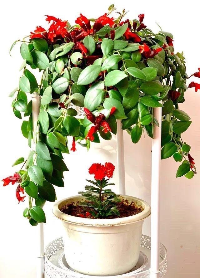 吊兰的图片_千叶吊兰种植技巧_吊兰好养好看净化空气