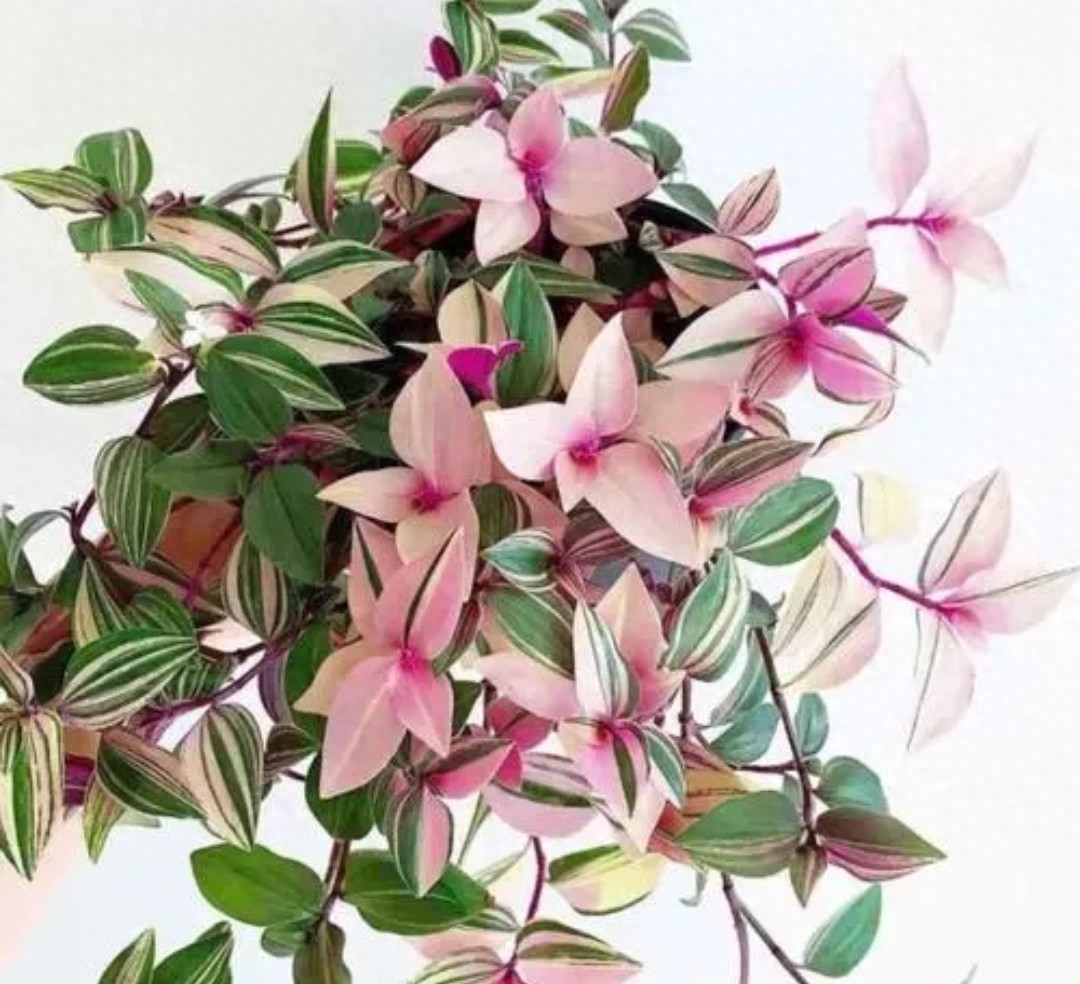 1种漂亮“吊兰”，叶子色彩斑斓，比绿萝还好养