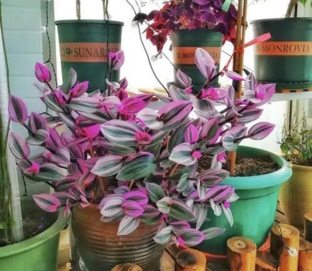 油画婚礼吊兰_吊兰的图片_油画吊兰养护方法