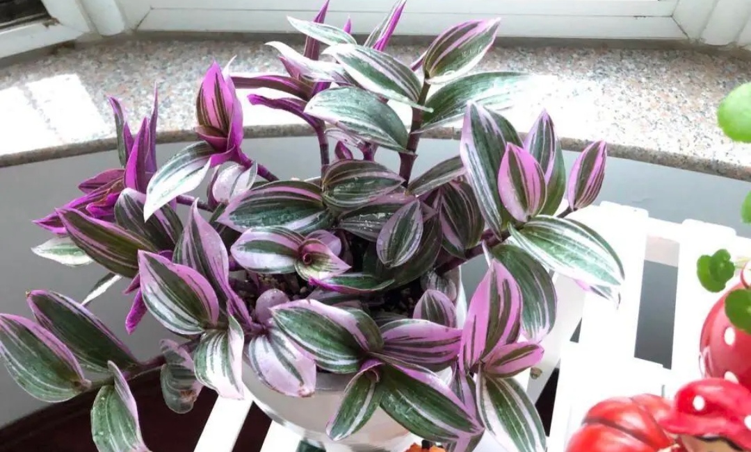 吊兰的图片_油画吊兰养护方法_油画婚礼吊兰