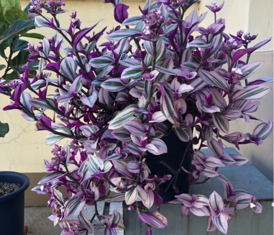 油画婚礼吊兰_吊兰的图片_油画吊兰养护方法