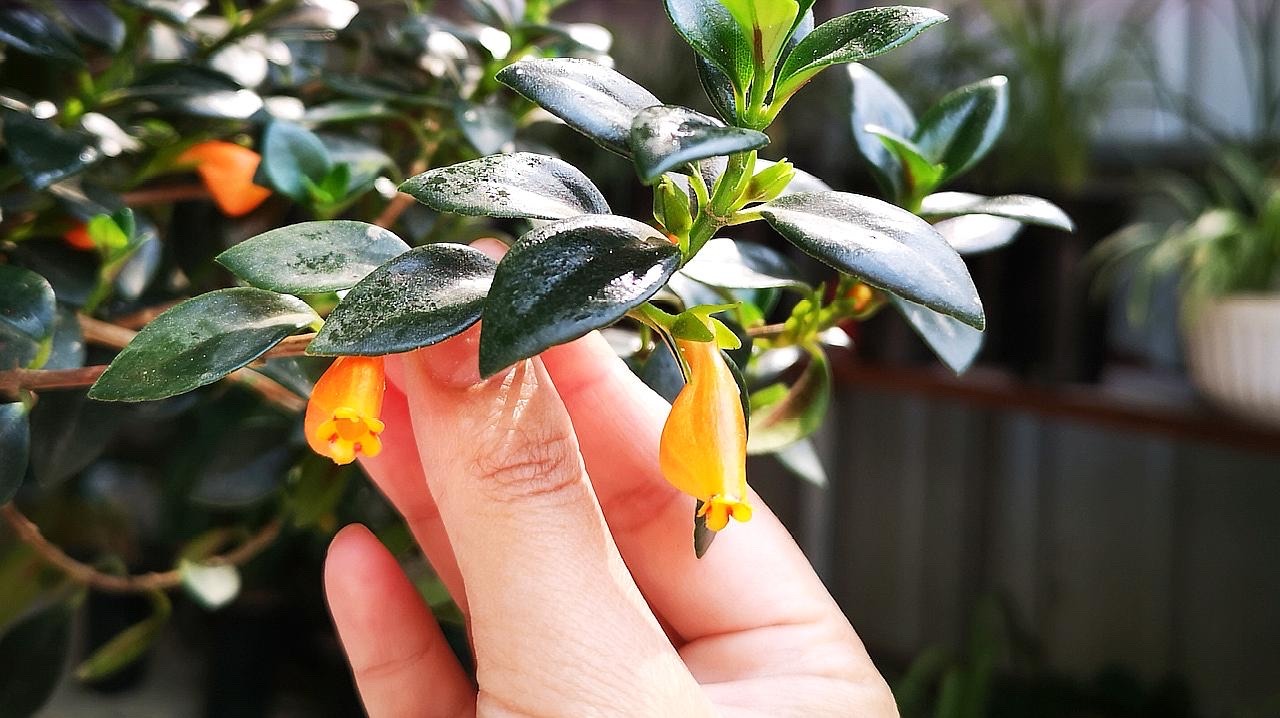 家中养吊兰_千叶吊兰好养_吊兰的图片