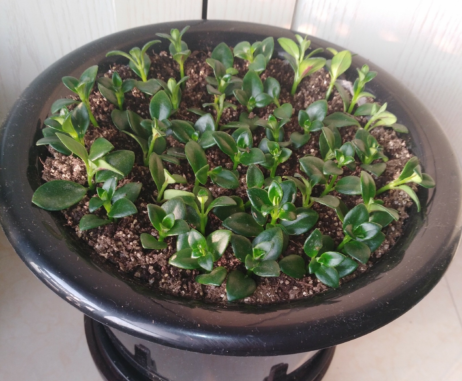 家中养吊兰_千叶吊兰好养_吊兰的图片