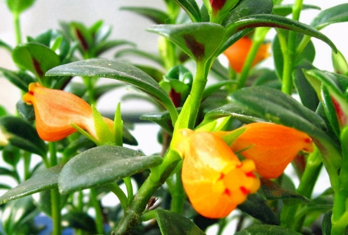 家中养吊兰_吊兰的图片_千叶吊兰好养