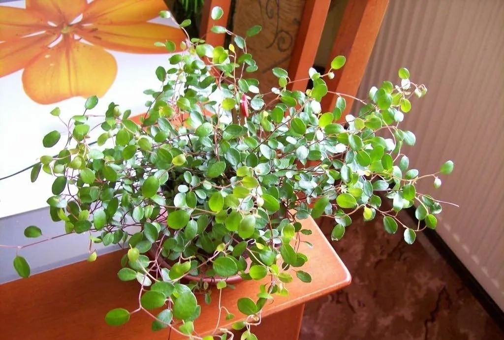 千叶吊兰好养_家中养吊兰_吊兰的图片