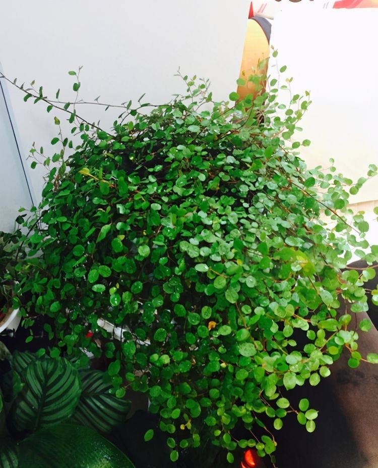 千叶吊兰好养_家中养吊兰_吊兰的图片