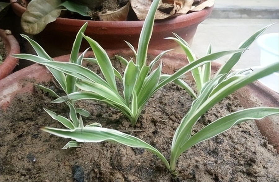 千叶吊兰好养_吊兰的图片_家中养吊兰