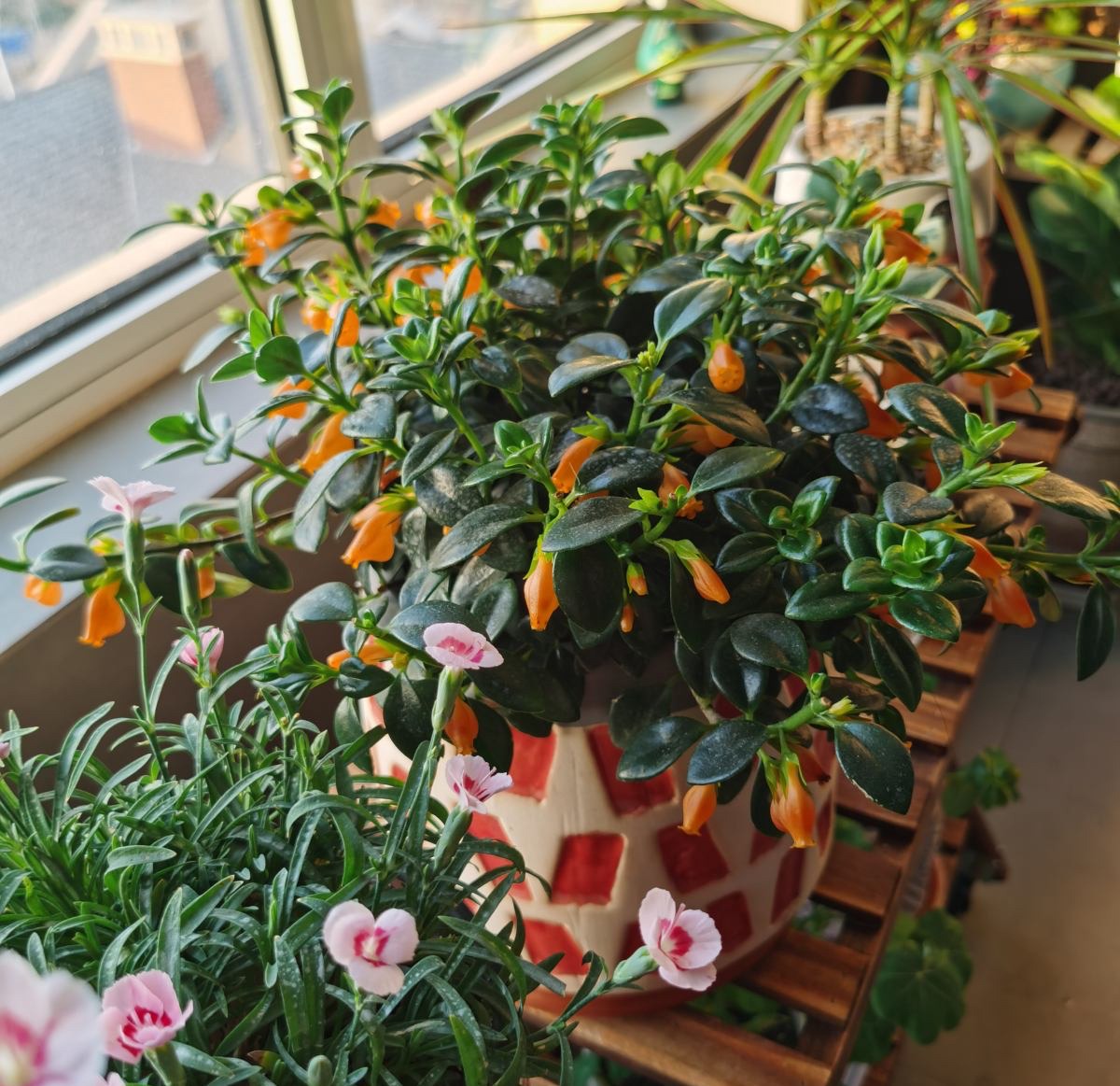 吊兰的图片_家中养吊兰_千叶吊兰好养