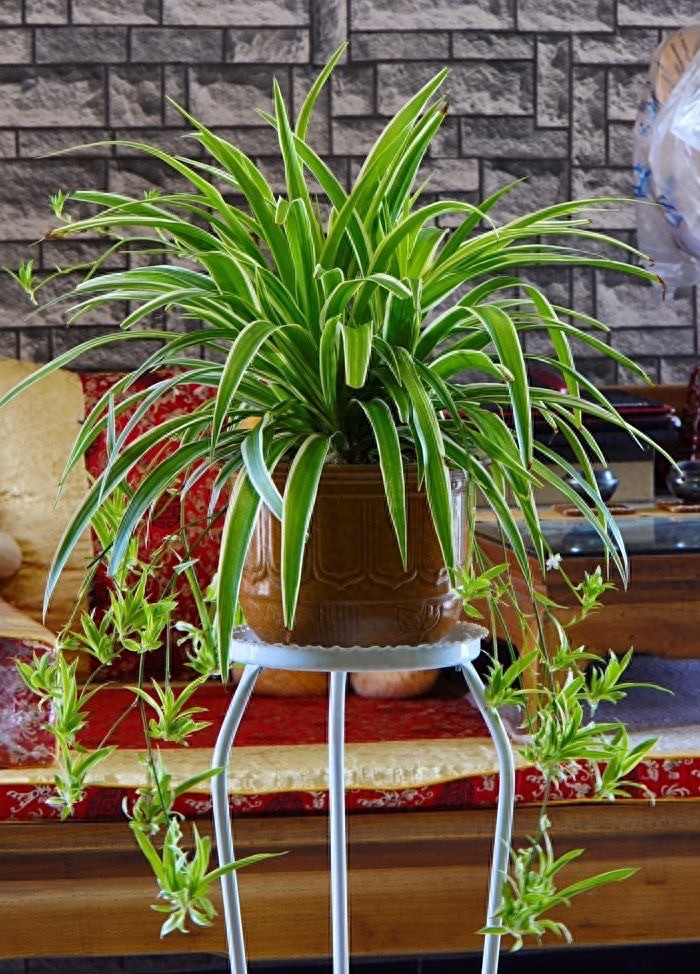 吊兰可以养在家中吗？有3个很明显的好处，越养越旺，飘逸茂盛