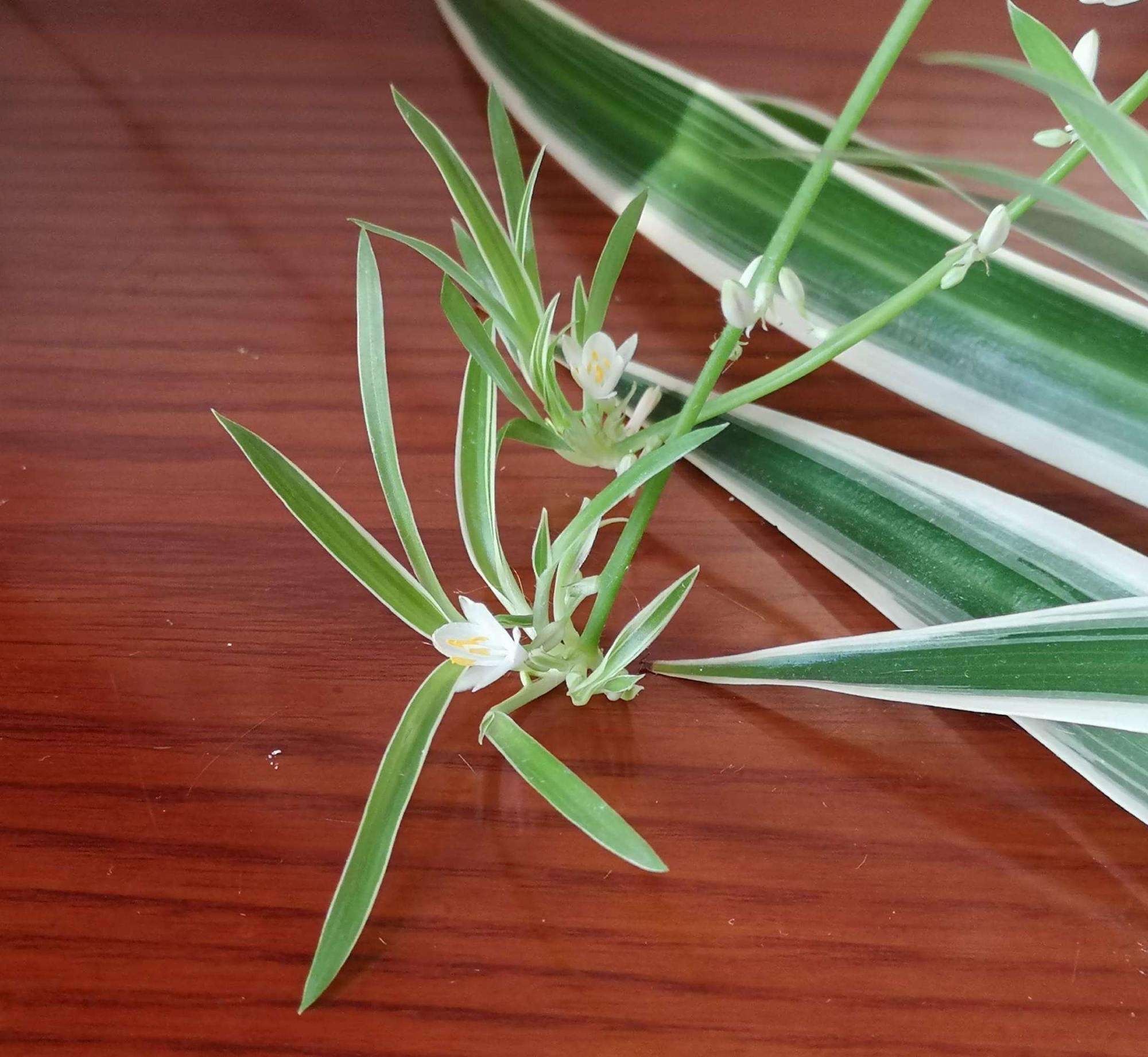 吊兰的图片_养吊兰好处_吊兰在家中的作用